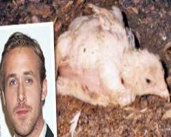 Ryan is an animal lover and was a part of the PETA Ryan is an animal lover and was a part of the PETA campaign to encourage KFC and McDonald's to use improved methods of chicken slaughter in their fact